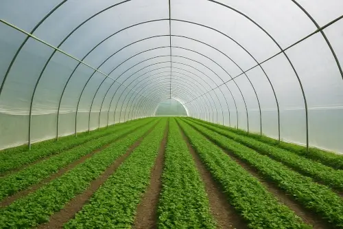 Plástico para invernadero aplicado en cultivos agrícolas bajo estructura protegida